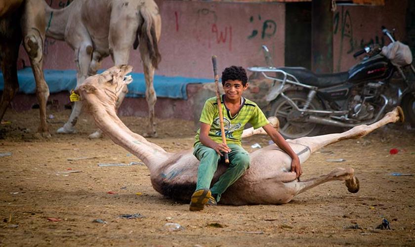 camel market cairo