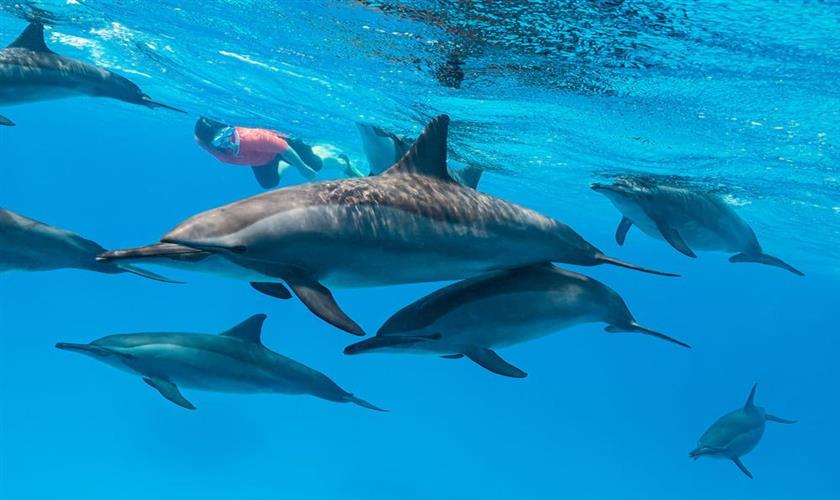 Sataya Dolphin House from Marsa Alam