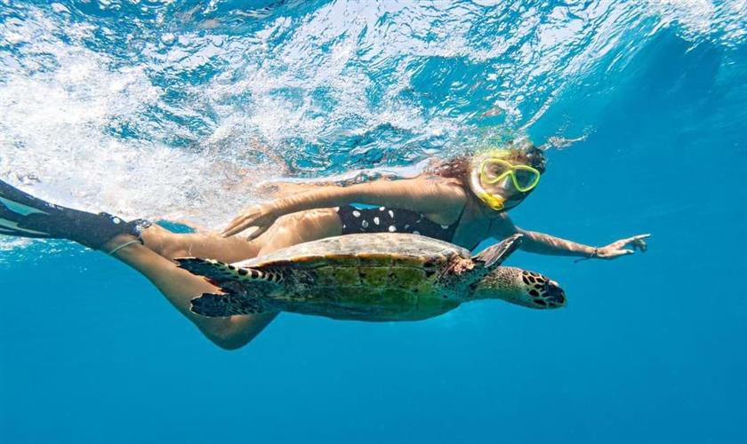 Sea Turtle Snorkel Adventure