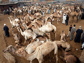 camel market cairo