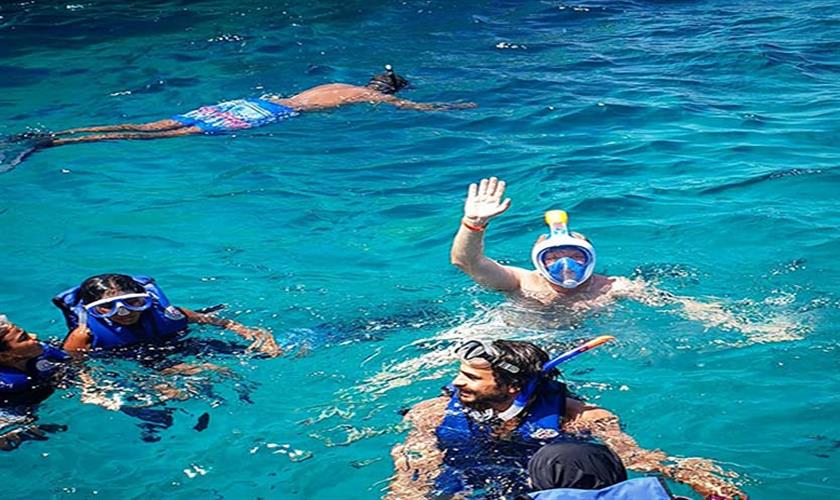 dolphin swimming hurghada