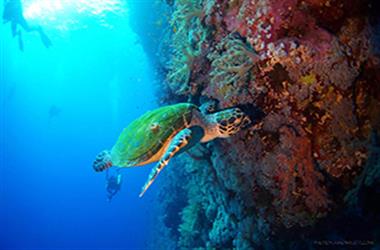 Marsa Alam diving day Tour in Red Sea