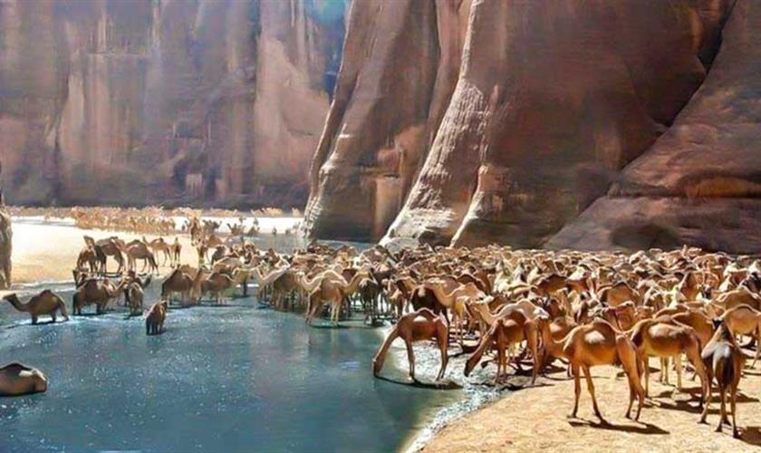 wadi el gemal national park